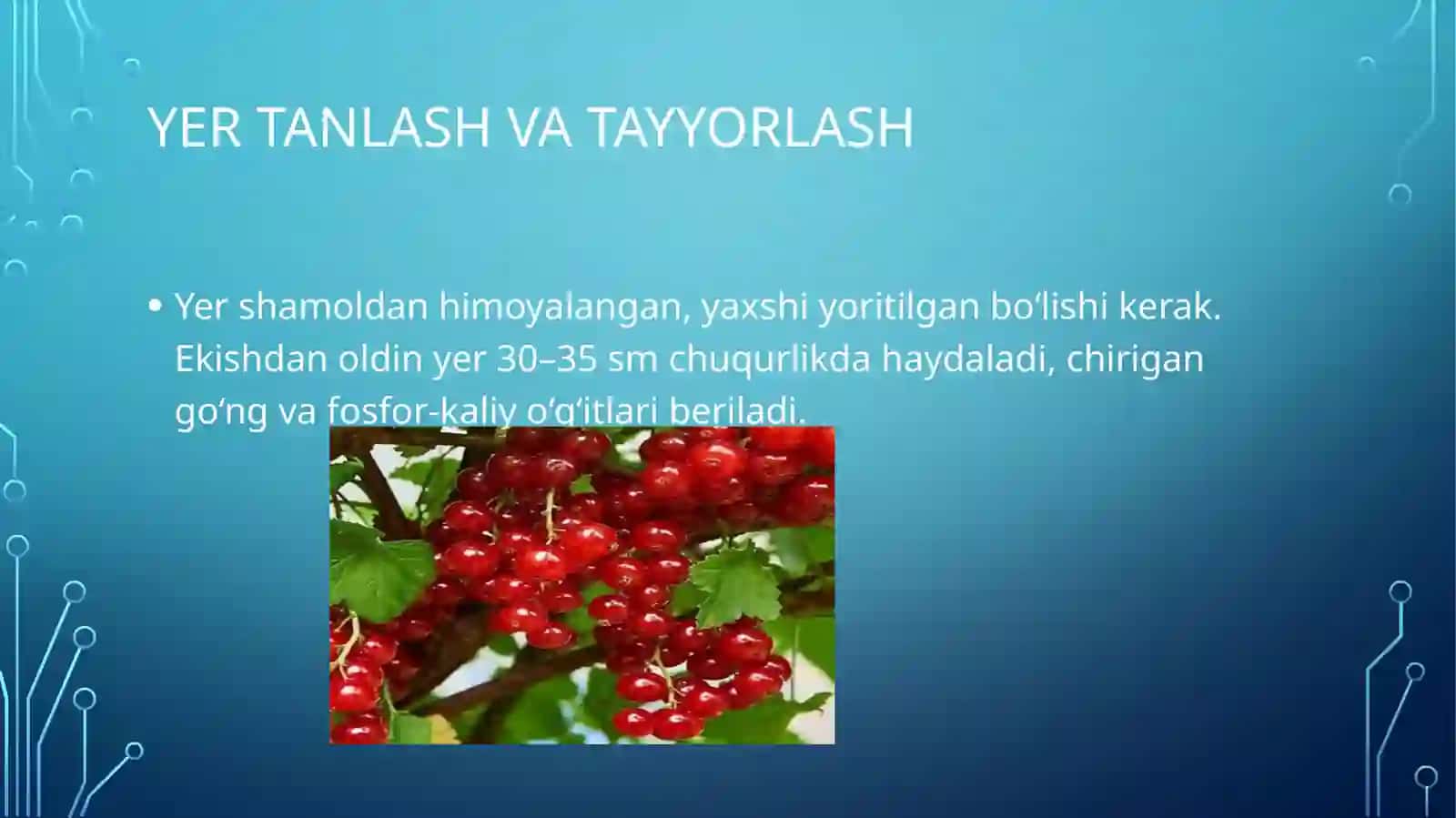Smarodina yetishtirish 4