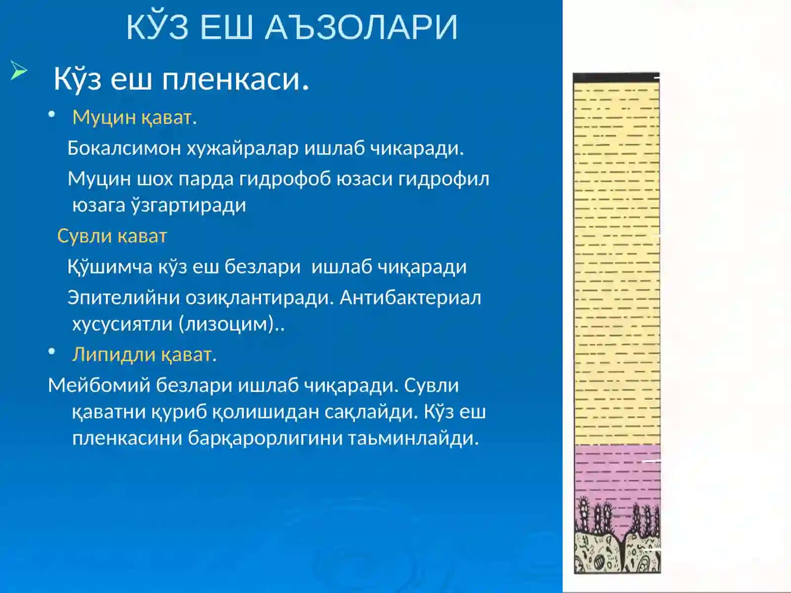 Кузёш аъзолари касалликлари. Патогенези, классифацияси, клиникаси, диагностикаси ва даволаш 4