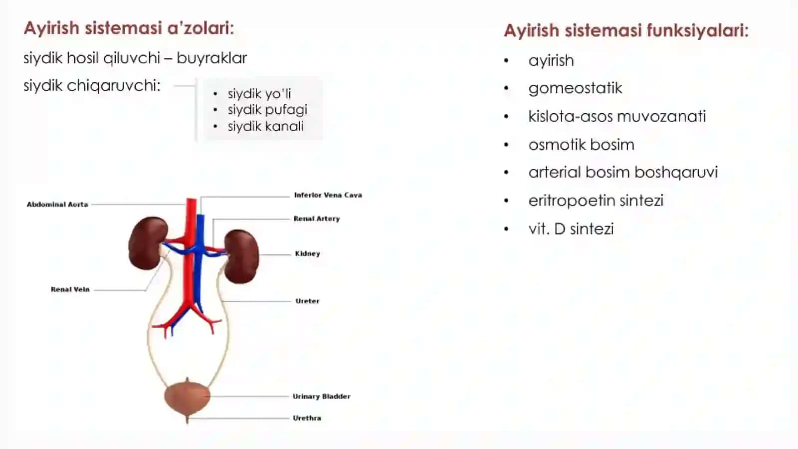 Ayiruv tizimining fiziologiyasi. Buyraklar funksiyalari. Organizmdagi ayiruv jarayonlari. Ichki muhit gomeostazida ishtiroki. Siydik hosil bo‘lish jarayonlari 4