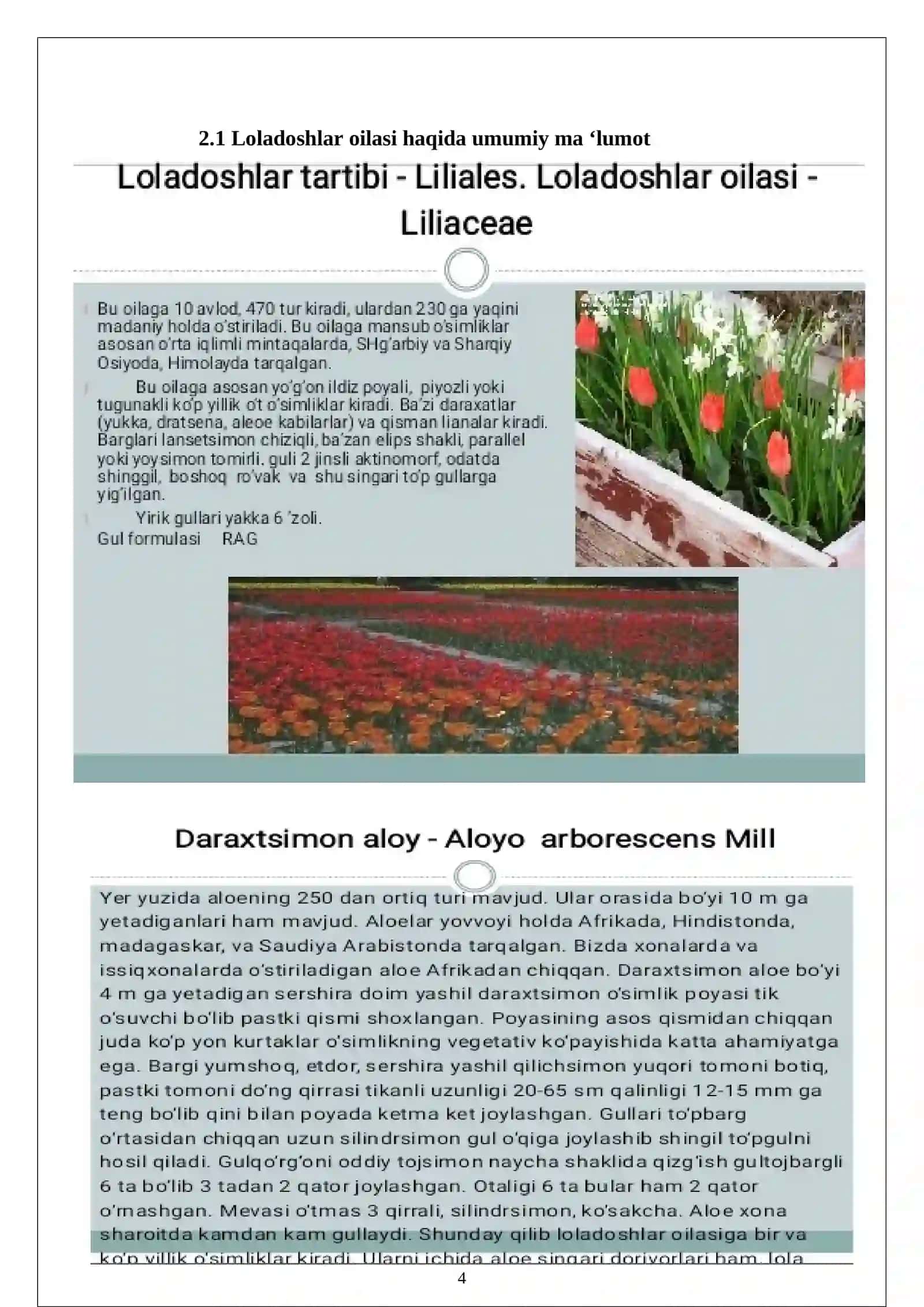 Bir uruģ pallalilar sinfi( Monocotyledineae) , vakillari, tarqalishi, tuzilishi, ko‘payishi, ahamiyati 4