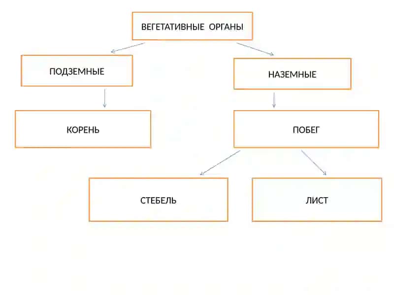 Вегетативные органы растений 4