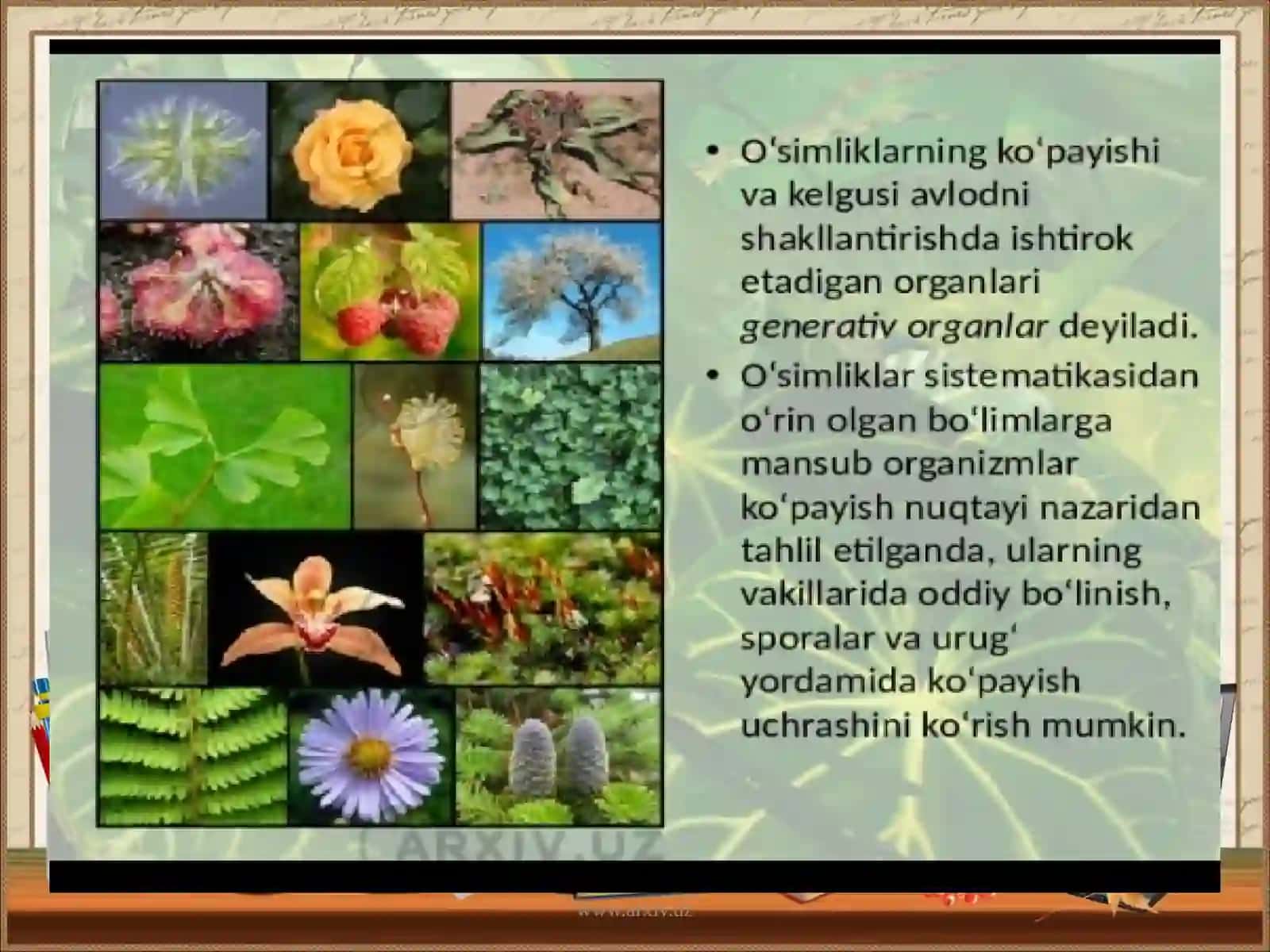 O’simliklar generativ organlari filogenezi 4