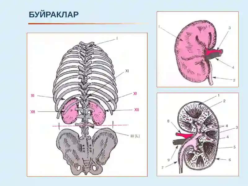 Буйрак касаллиги билан оғриган беморларни текшириш 4