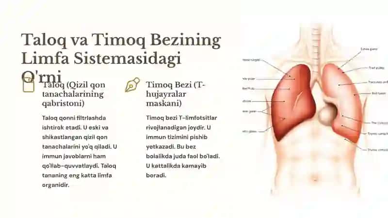 Limfa Sistemasi: Tuzilishi, Funktsiyalari va Kasalliklari 4