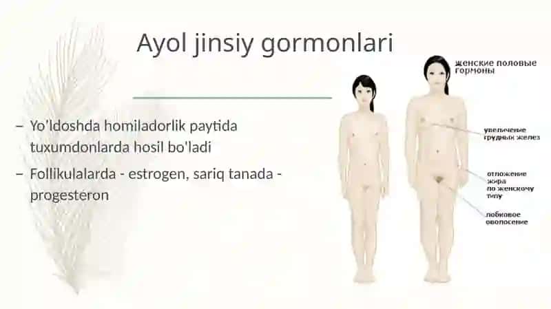 Ayol jinsiy gormonlari 4
