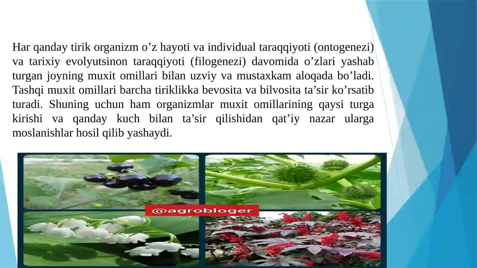 O'Simliklar Ekologik Fiziologiyasi 4