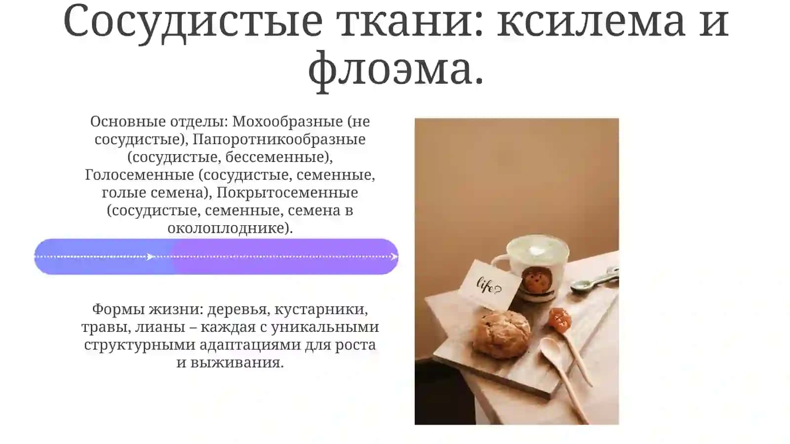 Основные отделы и жизненные формы растений 4