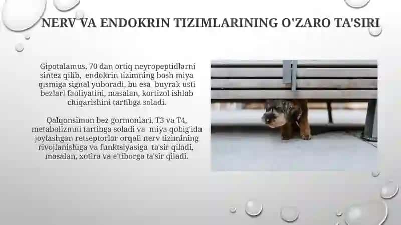 Organizmning nerv, immun- endokrin boshqariluvi 4