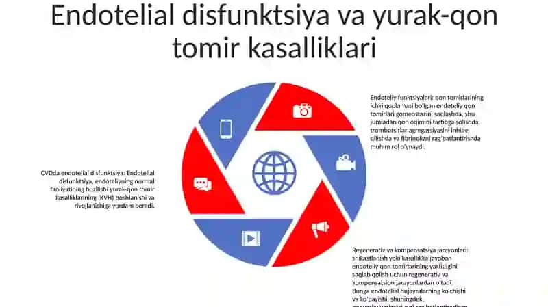 Qon Tomir Endoteliysining Funksiyalari 4