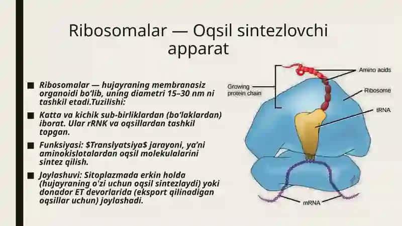 Mavzu: Sitoplazma, hujayraning membranali va membranasiz organoidlari (endoplazmatik to'r, ribosomalar, Golji majmuasi). 4