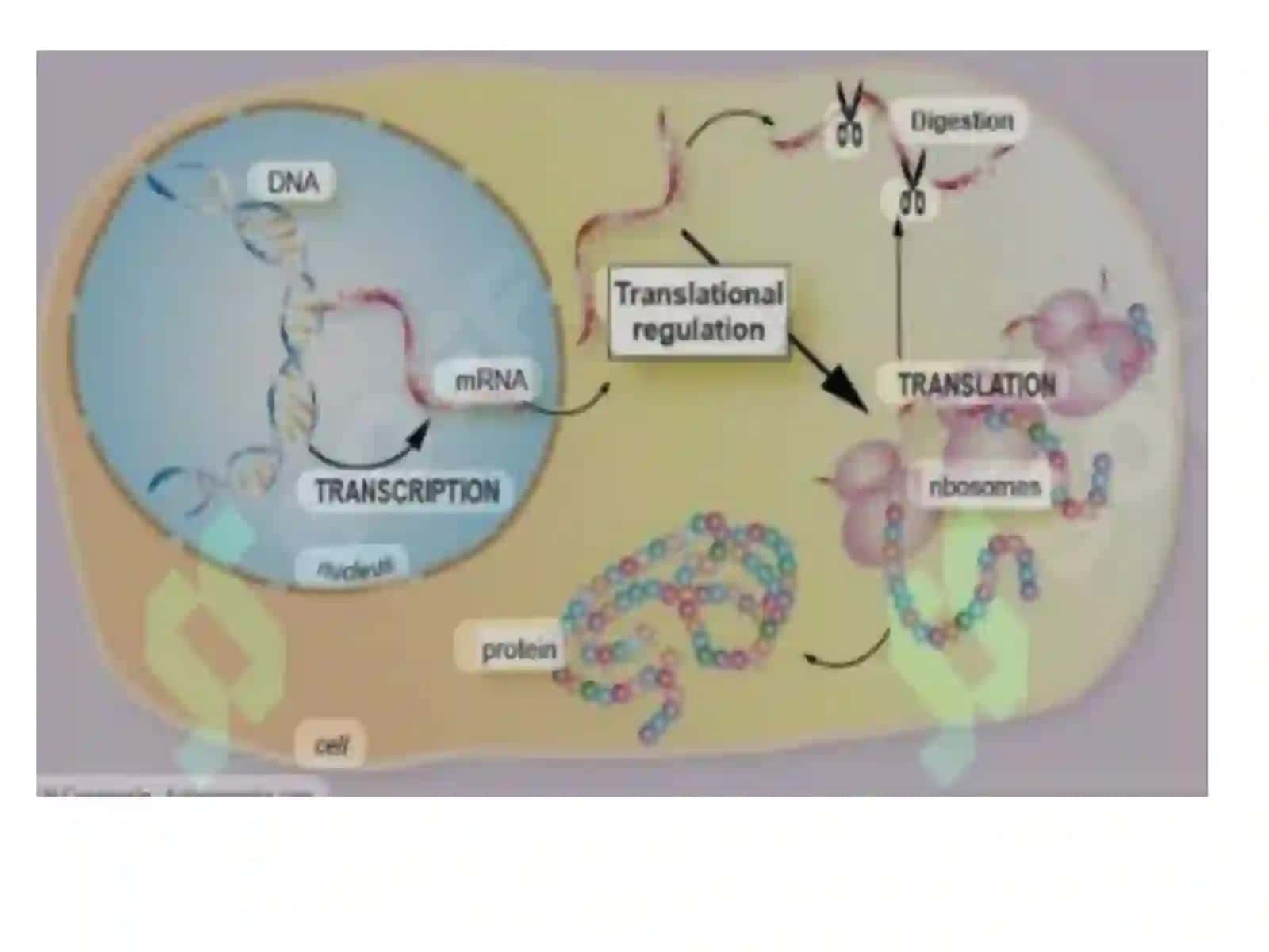 Oqsil biosintezining ingibitorlari 4