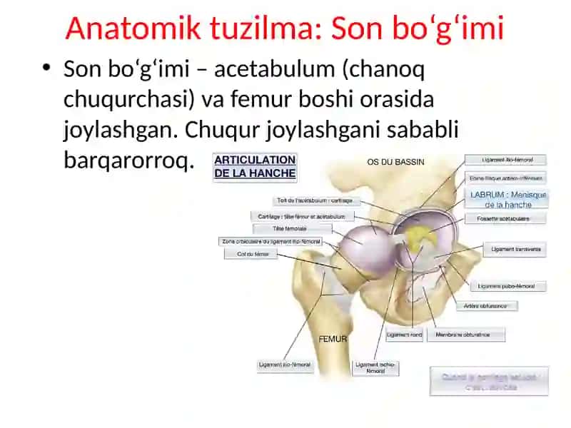 Yelka va son suyagi chiqishlari 4