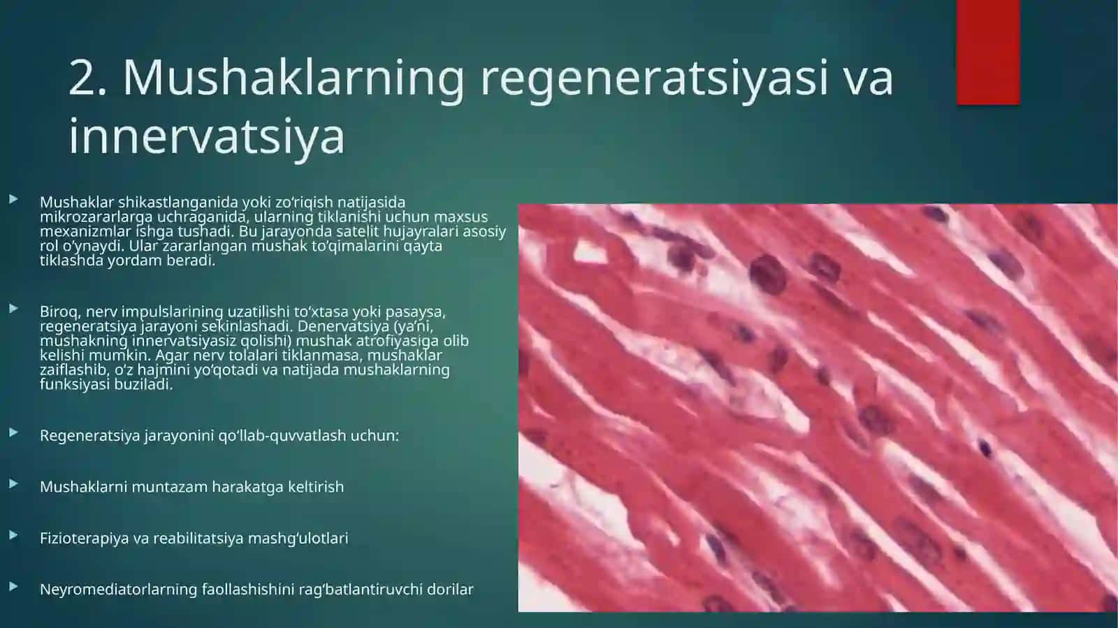 MUSHAKLARNING TARAQQIYOTI, REGENERATSIYASI VA STRUKTURAVIY BUTUNLIGINI SAQLASHDA INNERVATSIYANING AHAMIYATI 4