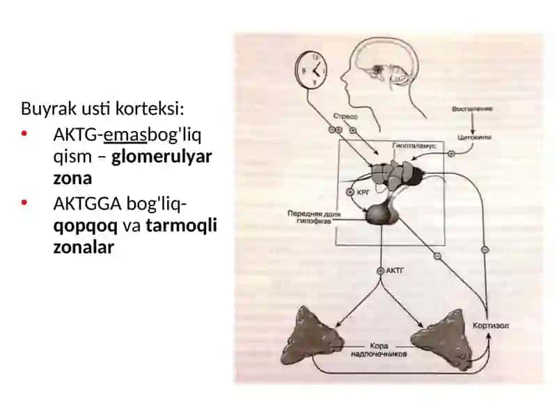Buyrak usti bezlari 4