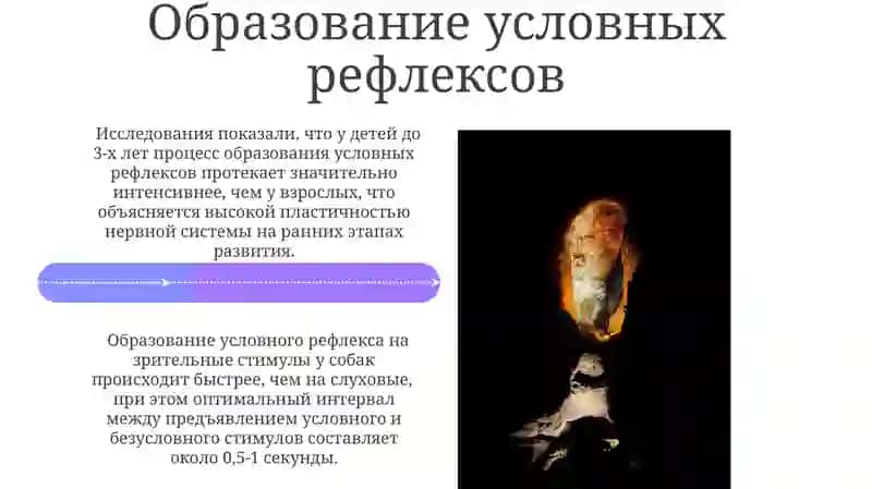 Физиологические рефлексы: условные и безусловные 4