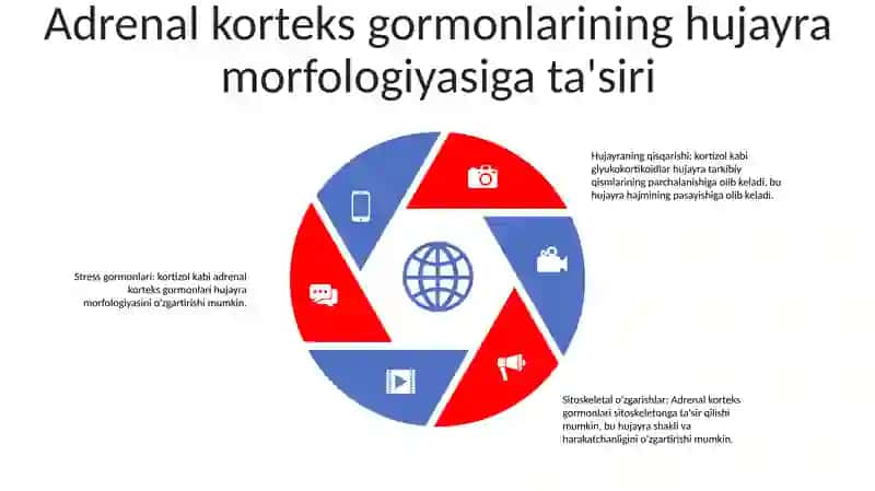 Stress Holatida Buyrak Usti Bezlari PoʻStlogʻI Gormonlarining Roli Va Hujayralarning Morfologik KoʻRinishlari 4