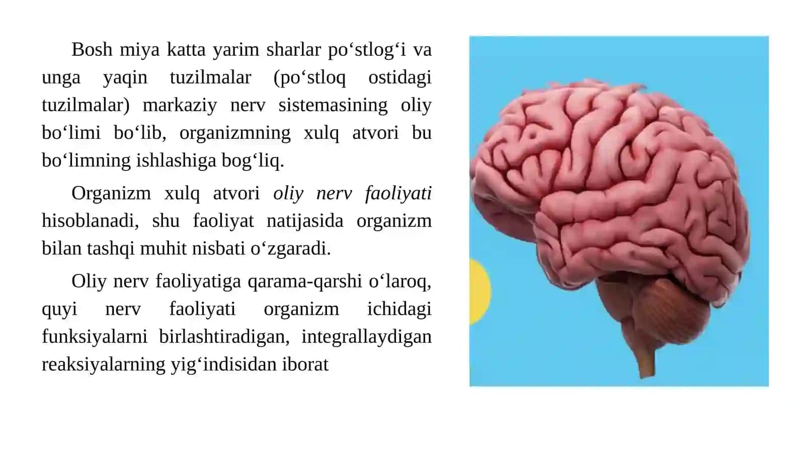Oliy nerv faoliyati va uning yoshga bog’liq xususiyatlari 4