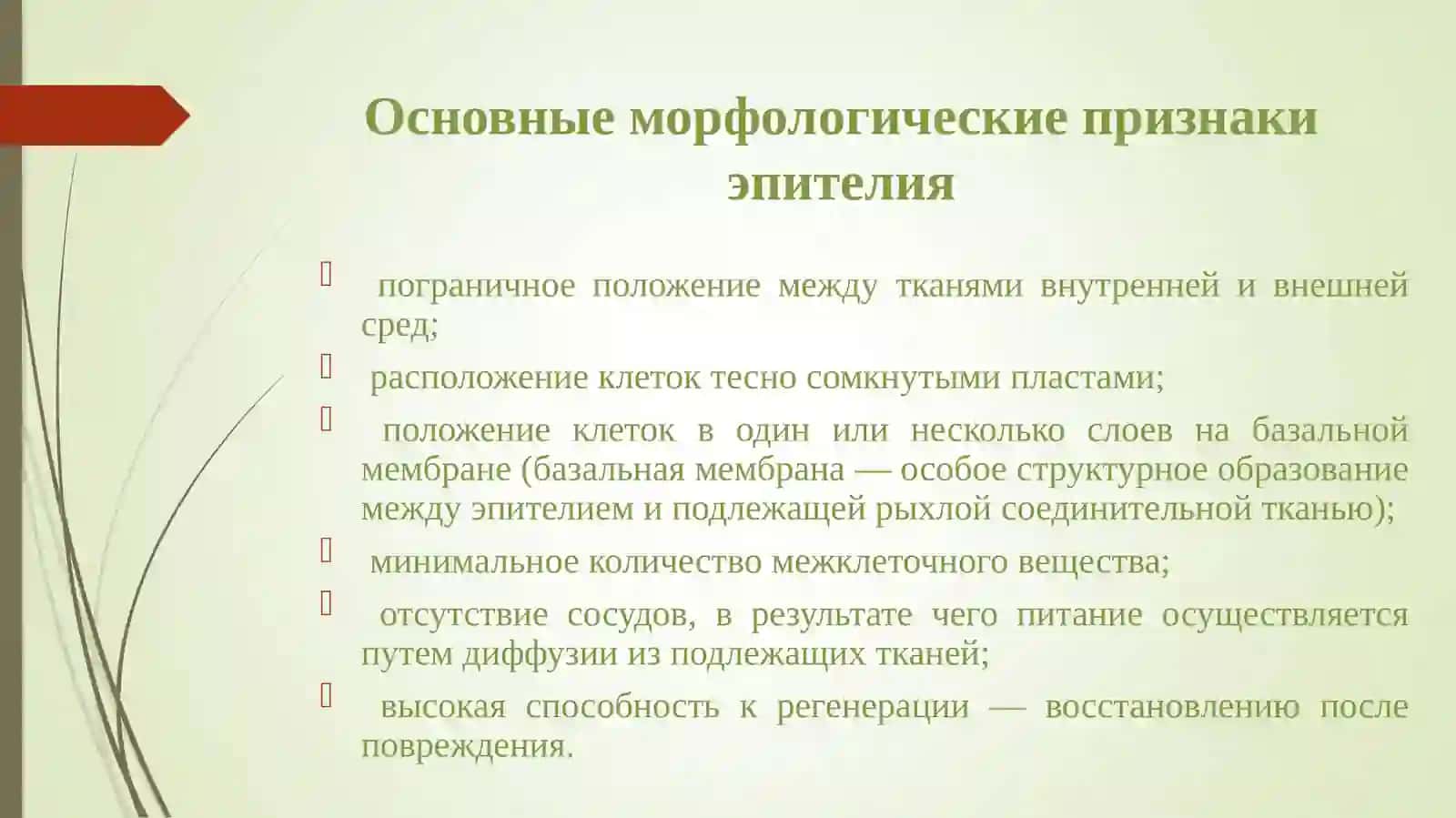 Основы гистологии.Виды тканей 4