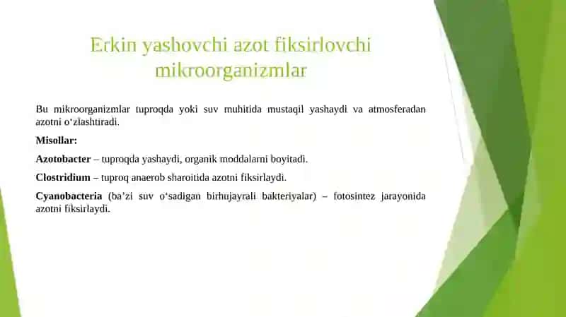 AZOTNING ERKIN YASHOVCHI VA SIMBIOTIK MIKROORGANIZMLAR TOMONIDAN FIKSIRLANISHI 4