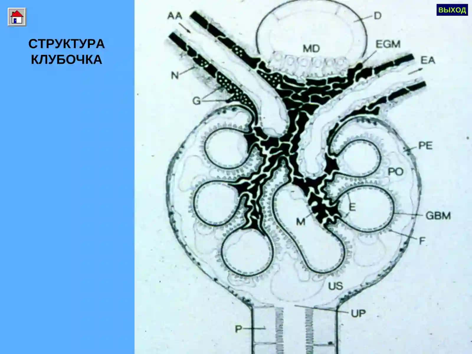 ГЛОМЕРУЛОНЕФРИТ 4