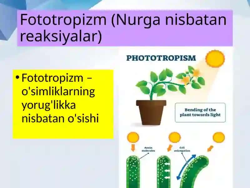 Tropizm tushunchasining mohiyati 4