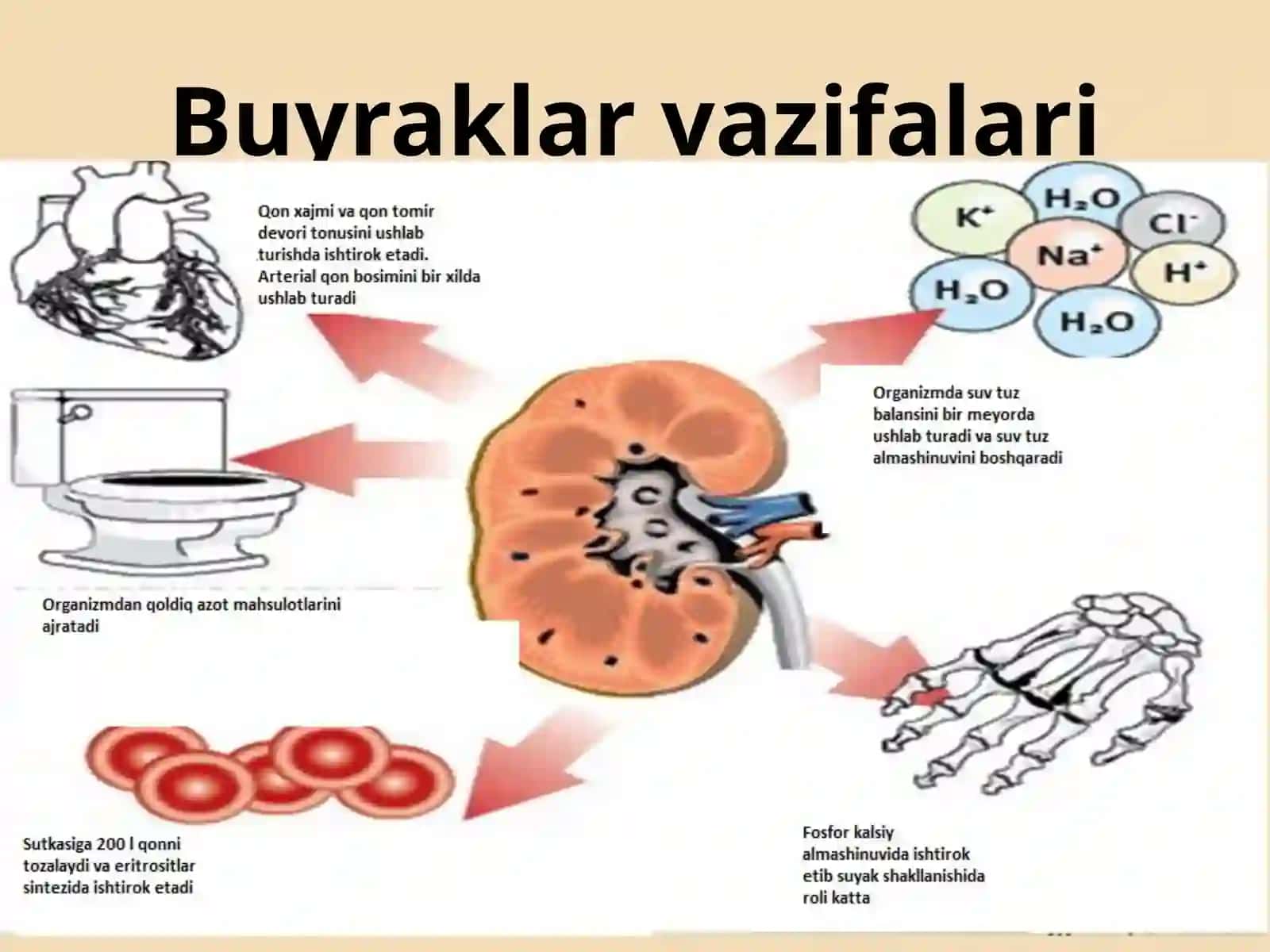 Buyrak kasalliklarida klinik laborator ko’rsatkichlar 4