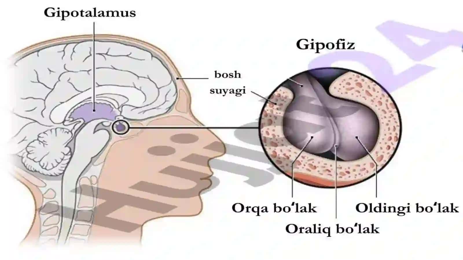 Gipotalamus neyrosekretsiyasining strukturaviy asoslari. Endokrin va nerv tizimining aloqasi. Endokrin va immun tizimining oʻzaro aloqasi 4