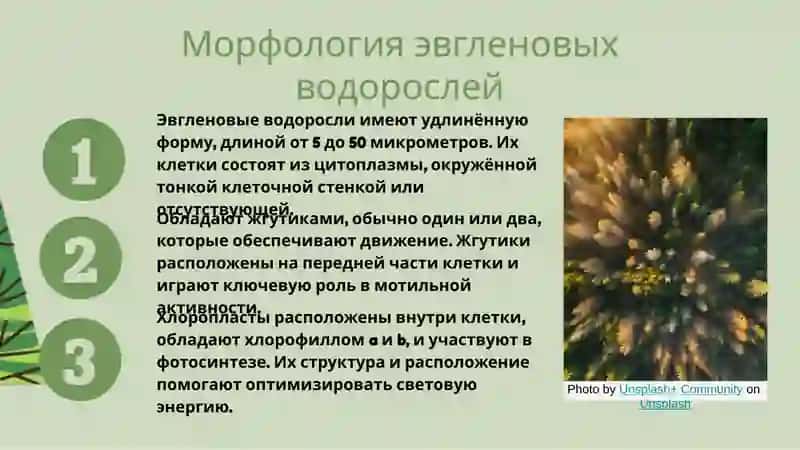Эвгленовые водоросли 4