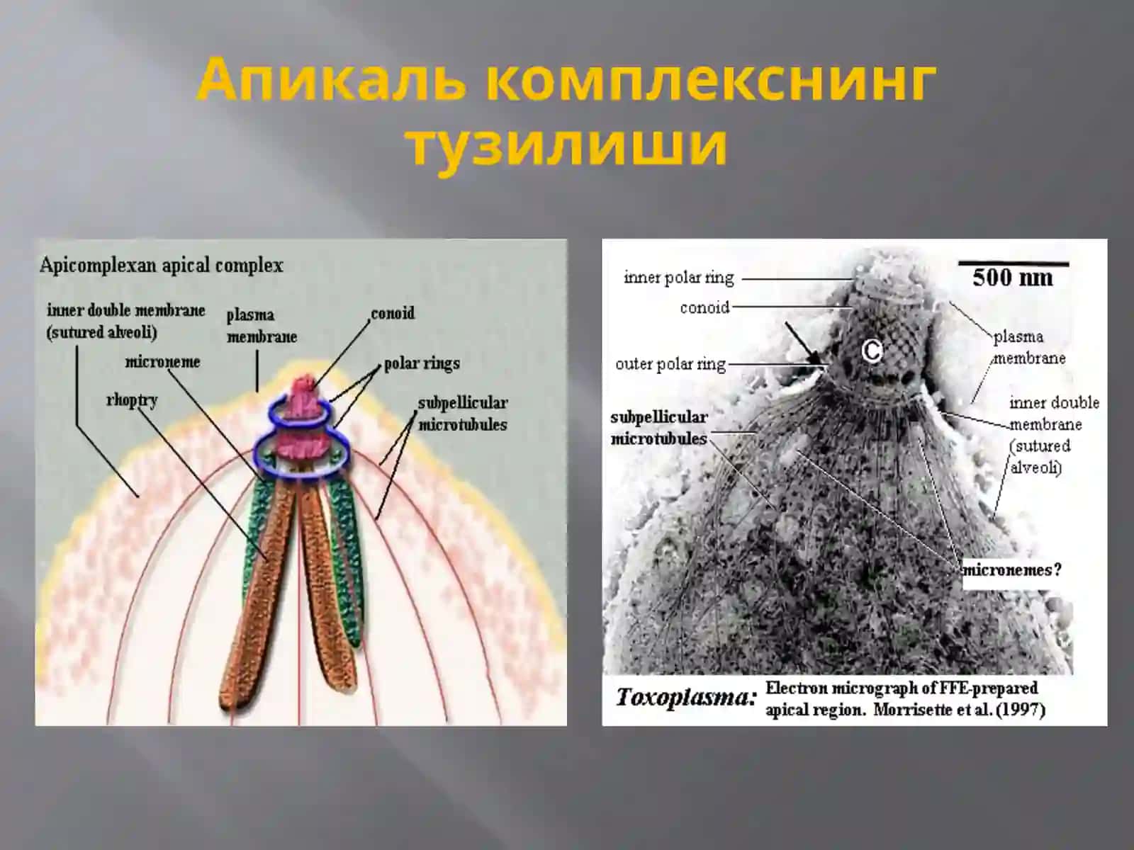 Protozoa кенжа дунёси (Бир ҳужайралилар) 4