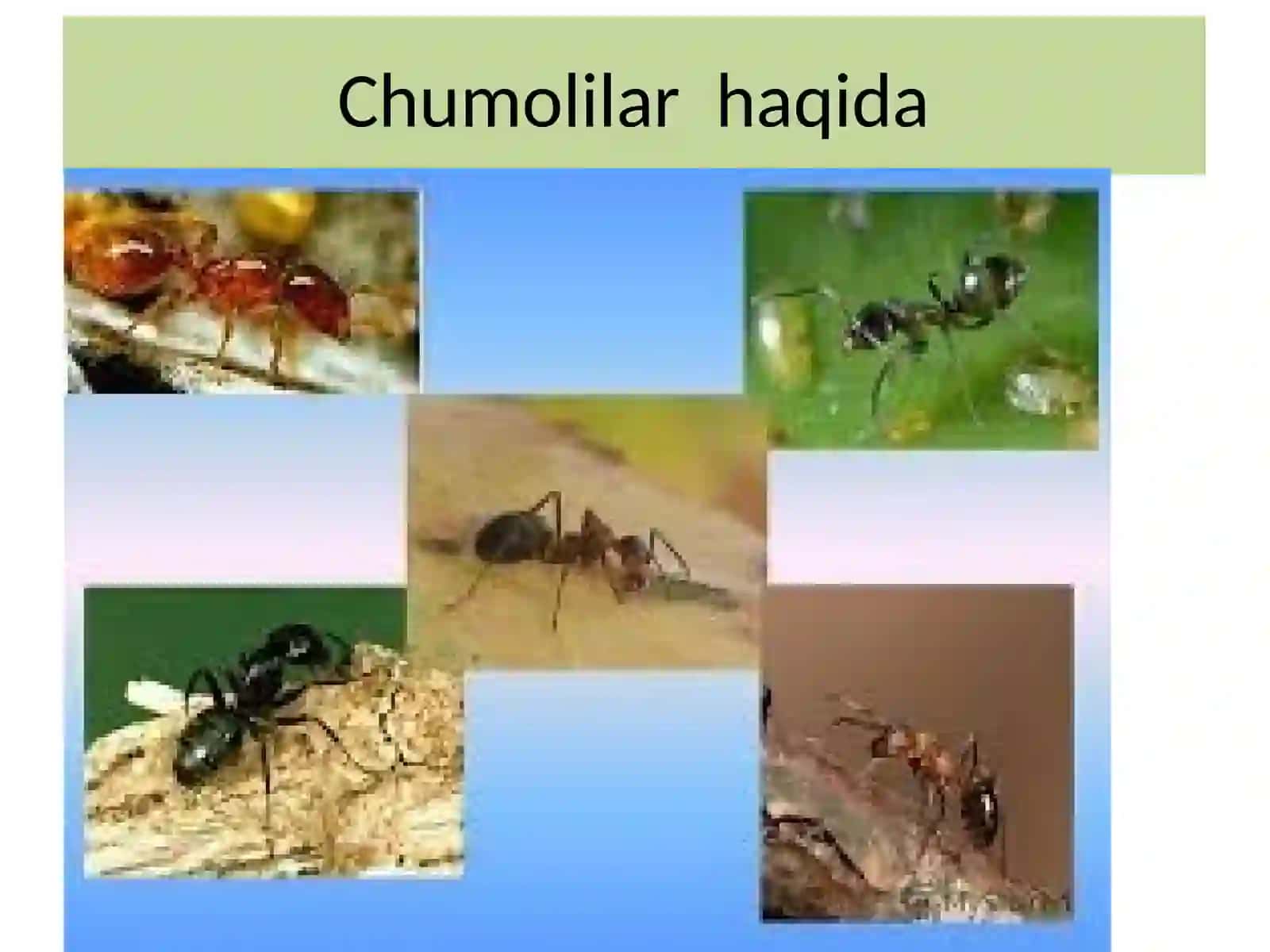 Sinfdantashqarioq‘ish XABARCHI CHUMOLI 4