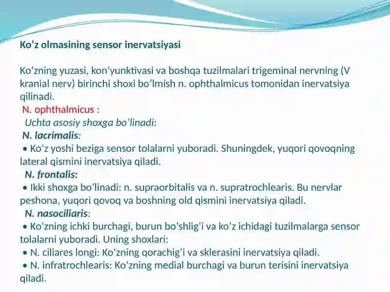 Ko’zolmasiva ko’z kosasi innervatsiyasi 4