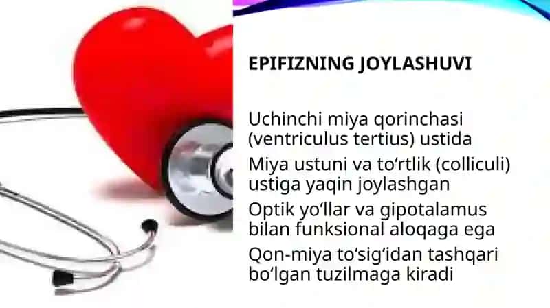 Epifizning ultrastrukturaviy tashkil etilishi va funksiyalari 4