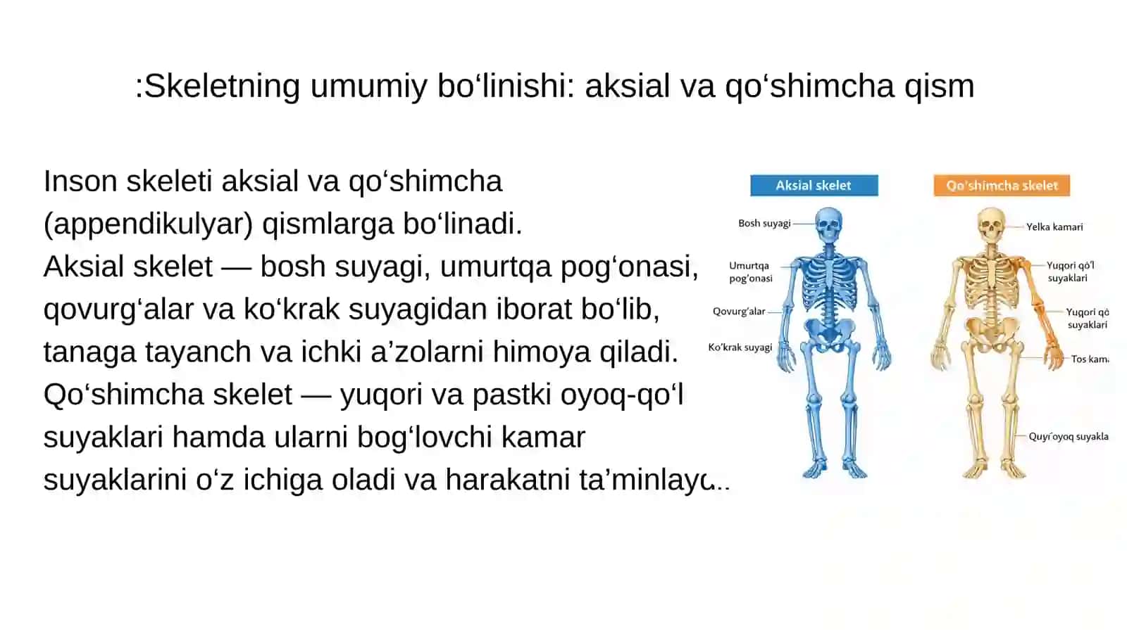 Skelet suyaklarining rentgenanatomiyasi. Skeletningrivojlanish anomaliyalari. 4