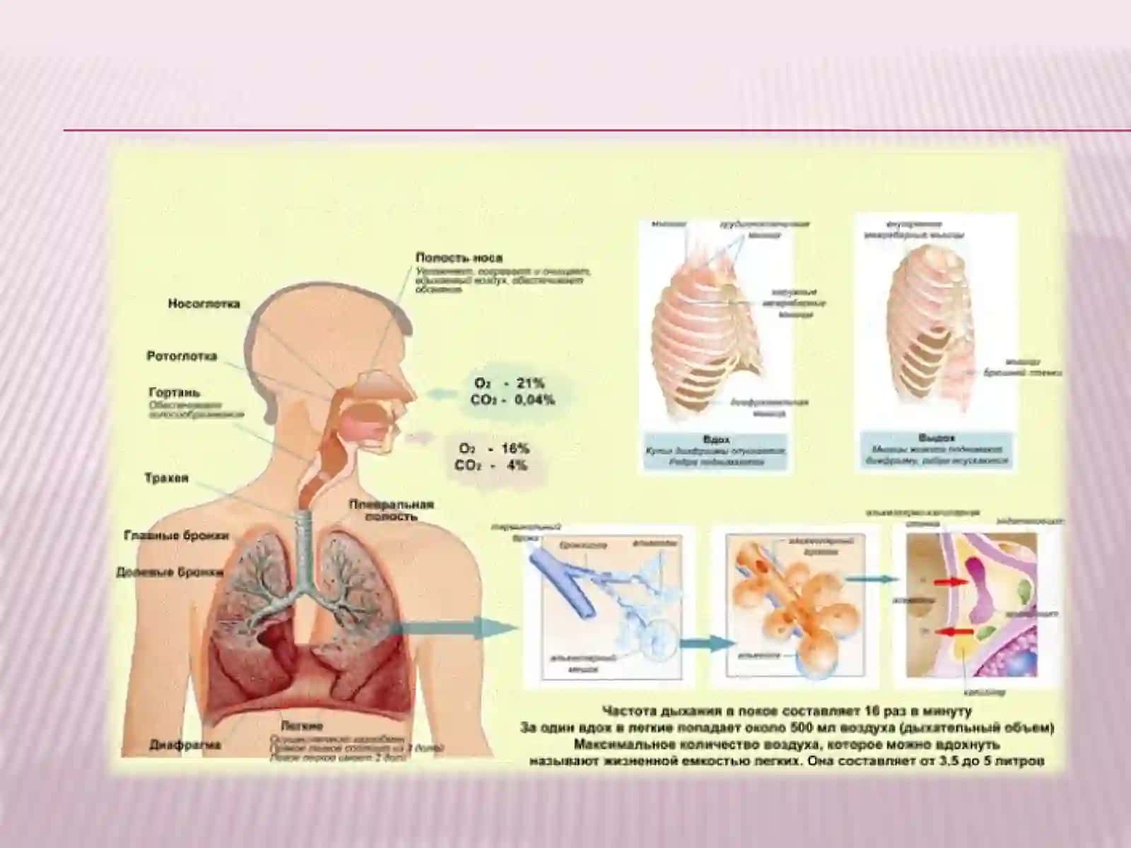 nafas olish tizimining patofiziologiyasi.Gipoksiyaturlari 4