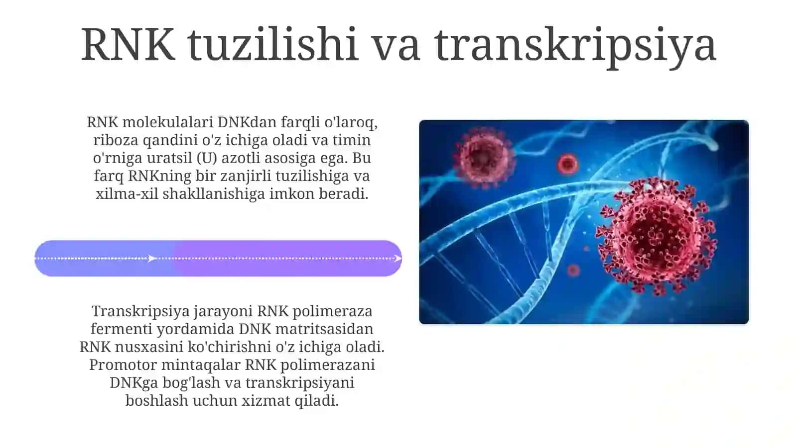 Molekulyar biologiyaning asosiy tushunchalari: DNK, RNK va oqsil sintezi 4