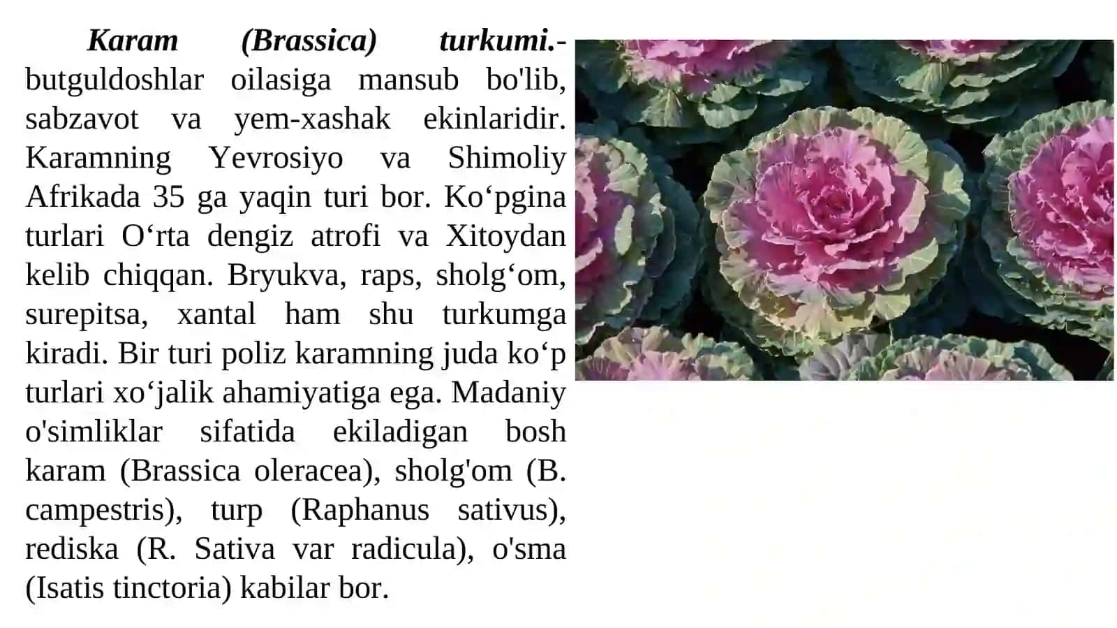 Karamdoshlar (Brassicaceae) -butguldoshlar oilasi 4