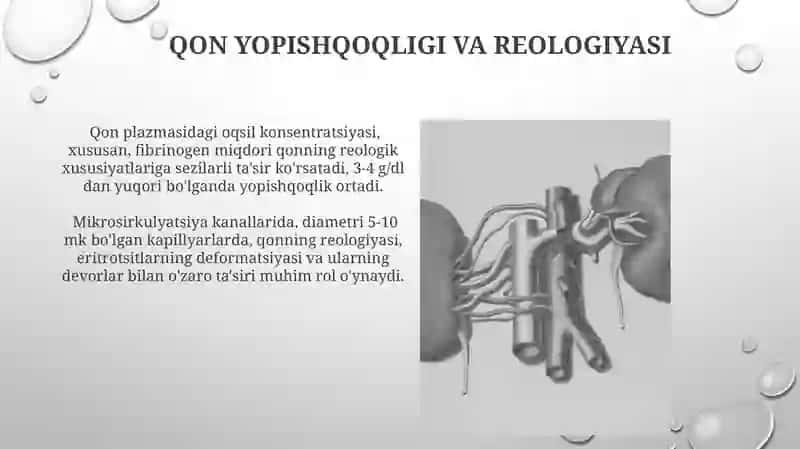 Mikrosirkulyatsiya fiziologiyasi 4