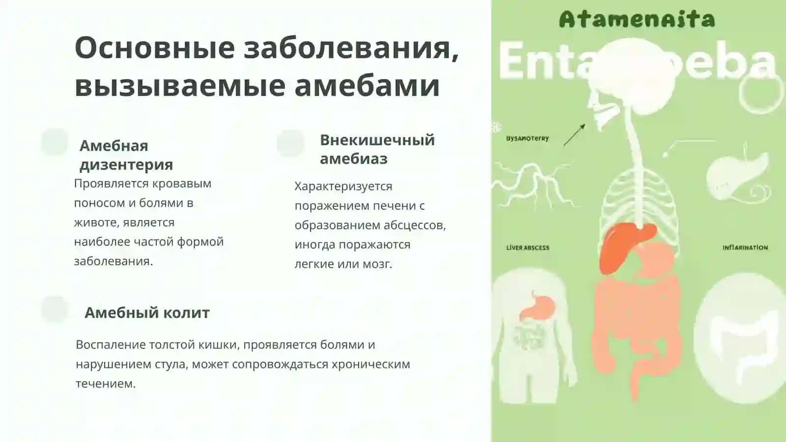Амебная дизентерия и другие амебиазы: Лабораторная диагностика 4