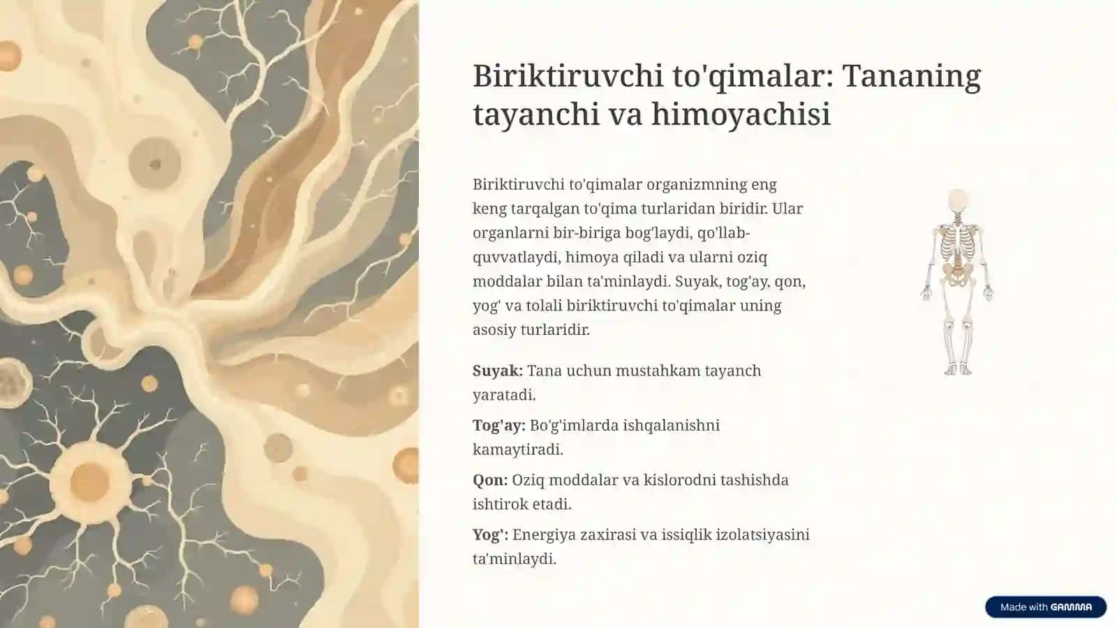 To'qimalar tuzilishi: Hujayralardan Organlarga 4