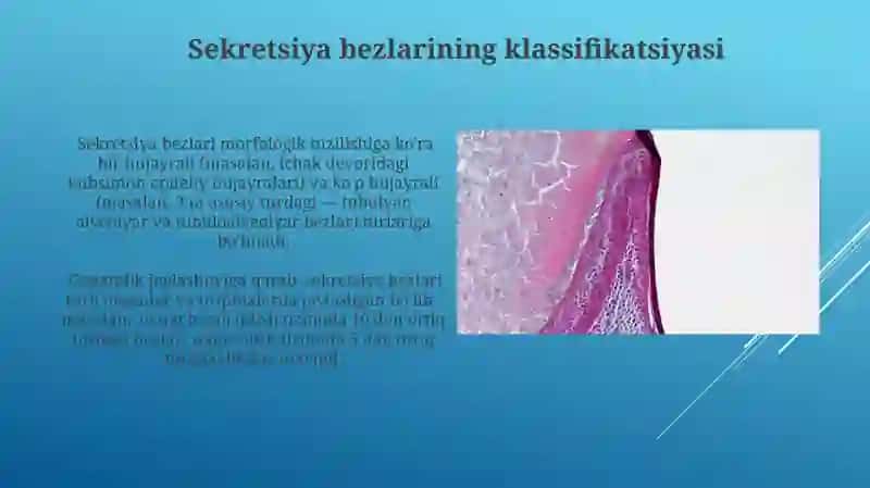 Mezenximaning tuzilishi va ahamiyati 4