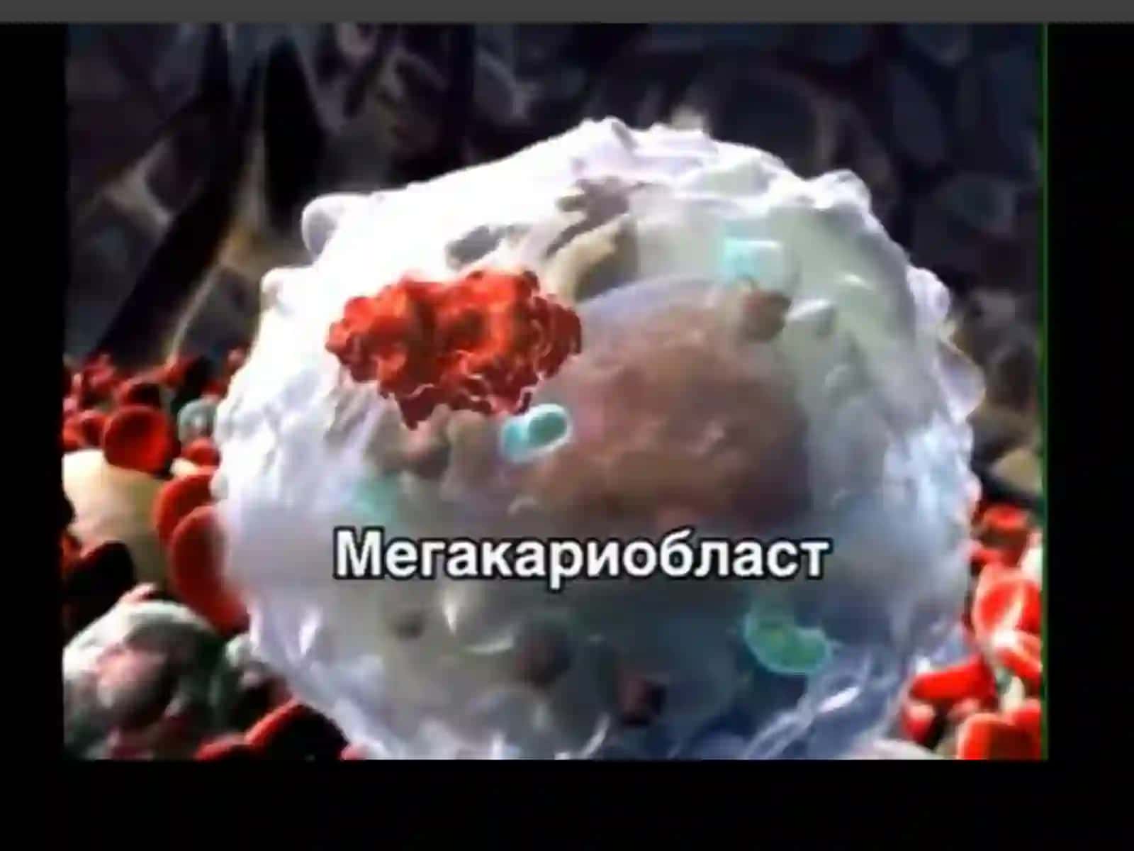 Тромбоцитлар ҳақида умумий маълумот 4