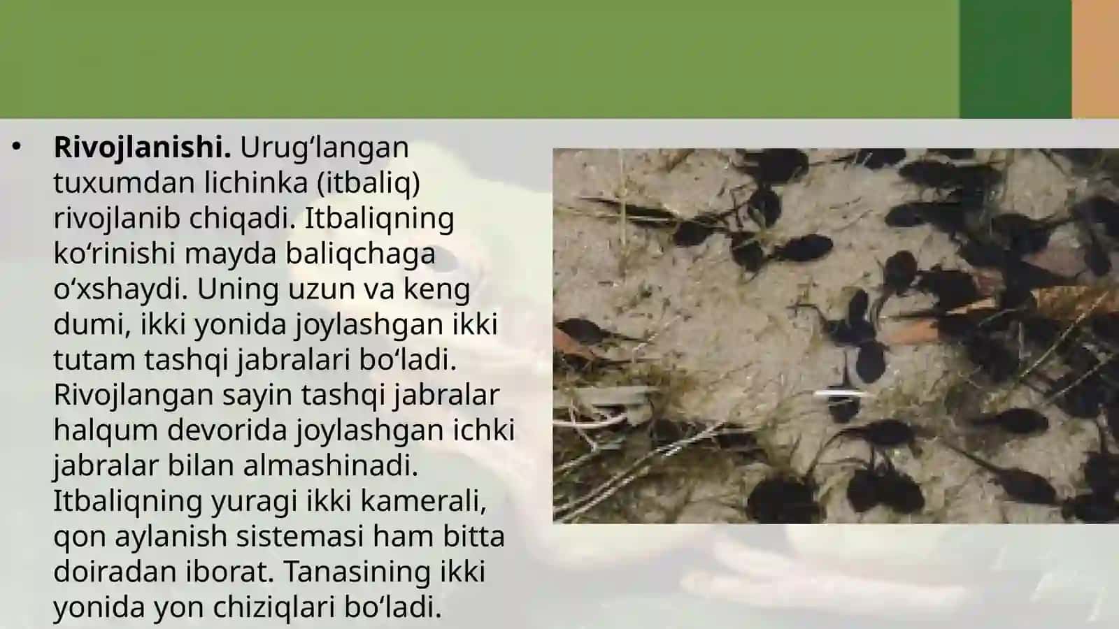 7-sinf Zoologiya 'Suvda hamda quruqlikda yashovchilarning ko'payishi, rivojlanishi va xilma-xilligi' ko'rgazma 4