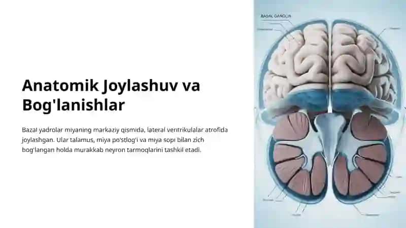 Bazal Yadrolar Anatomiyasi 4