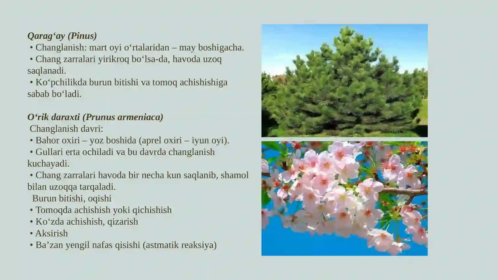 O'zbekistonda daraxtlar, butalar va o'simliklarning changlanish taqvimi va allergik kasalliklar profilaktikasida o'rni 4