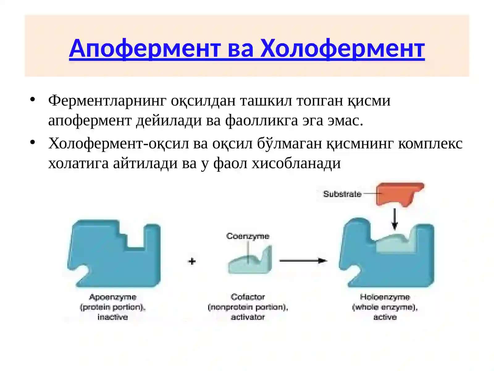 Ферментларни кимёвий таркиби, тузилиши ва вазифалари 4