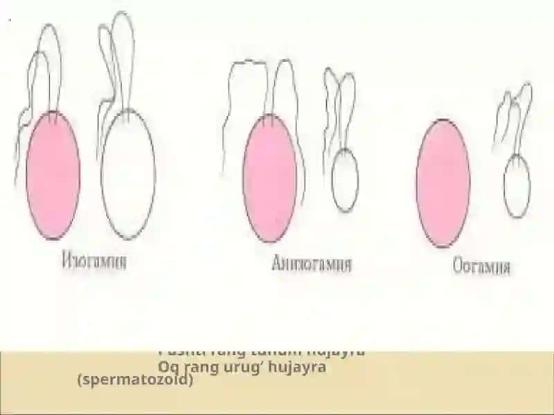 O’simliklarning generativ organlari filogenezi 4