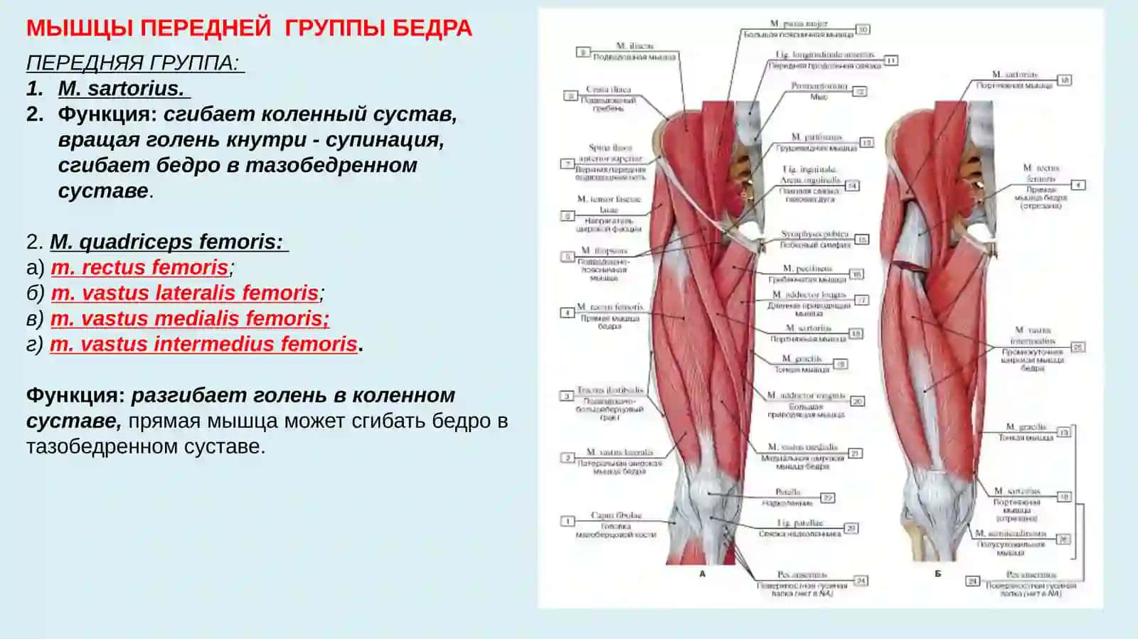 МЫШЦЫ, ДЕЙСТВУЮЩИЕ НА ТАЗОБЕДРЕННЫЙ СУСТАВ 4