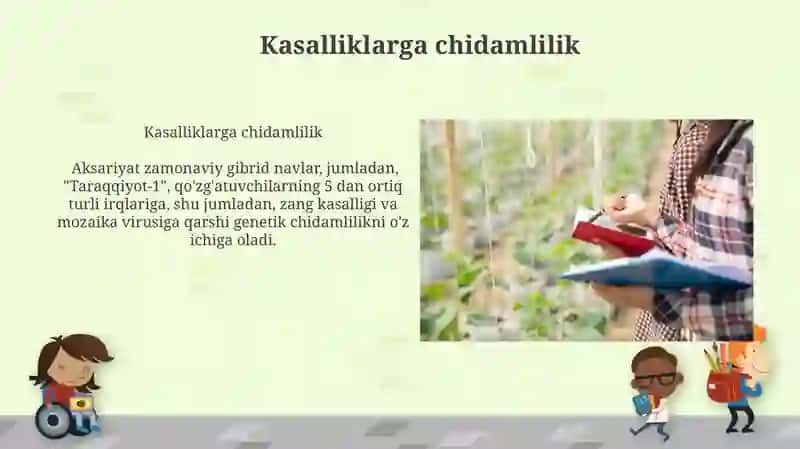 Makkajo'xori tur xillarini o'rganish 4