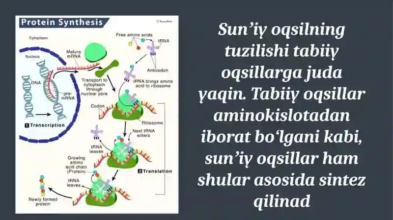 Sunʼiy oqsil ozuqa moddalarining ishlab chiqarilishi va kelgusidagi imkoniyatlar 4