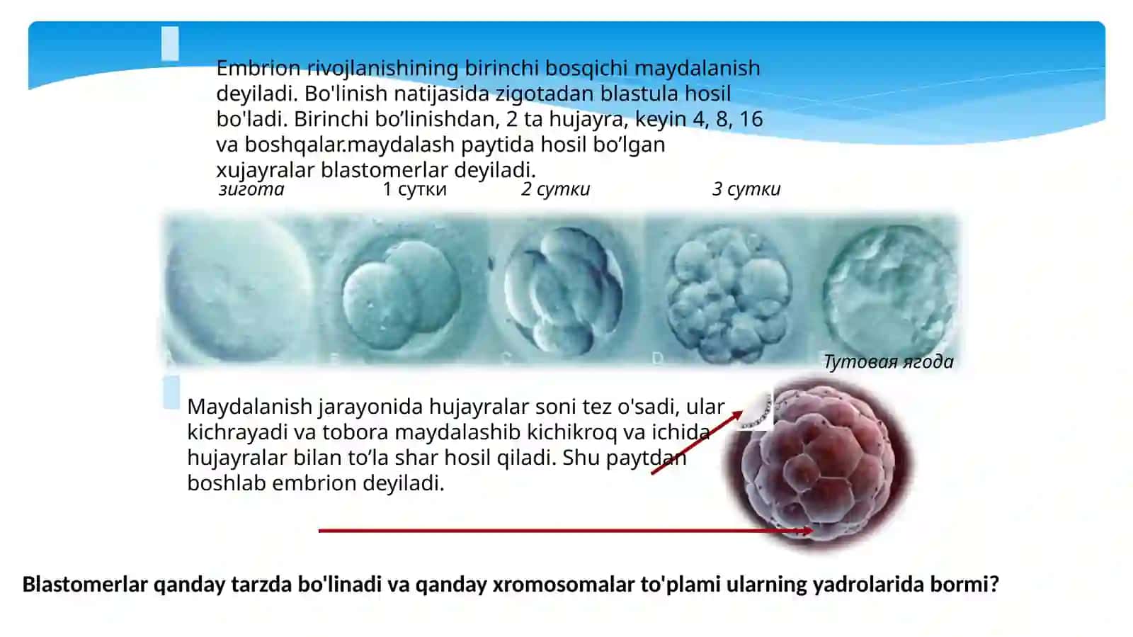 Odam embrionivauning rivojlanishi. Ontogenez nazariyasi 4